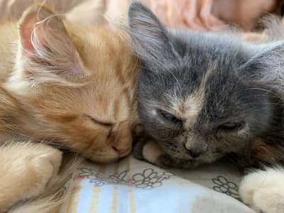 2 Persian cats 3.5 months old healthy friendly