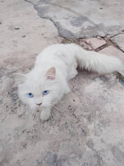Turkish Angora
