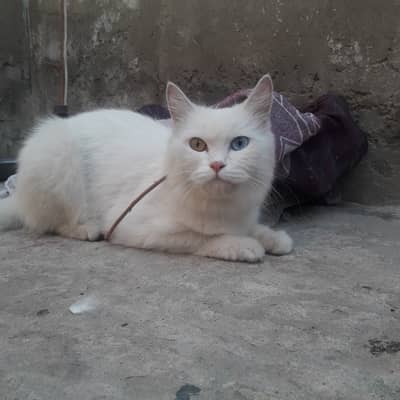Russian  cats breed different eyes