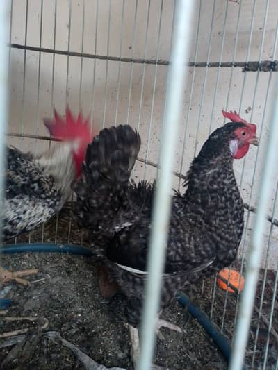 Desi n Fancy Chicken