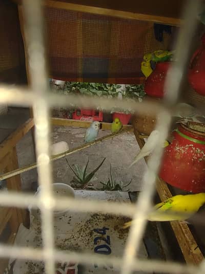 budgie
