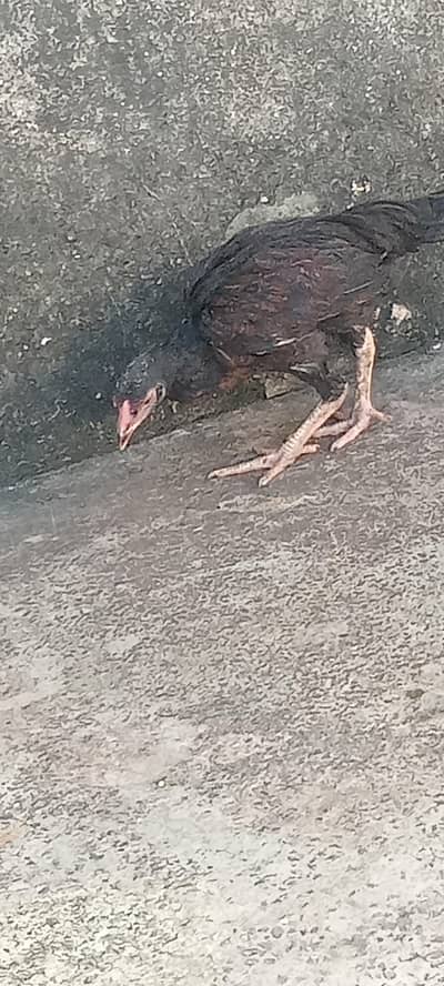 male chicks for sale per piece 900 each