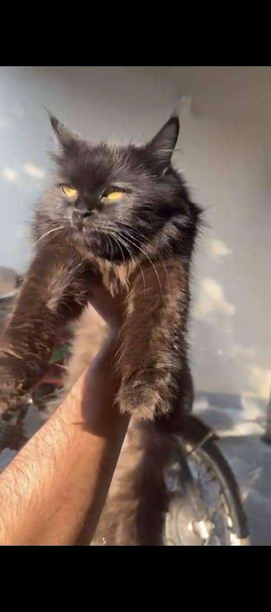 perisan cat 1