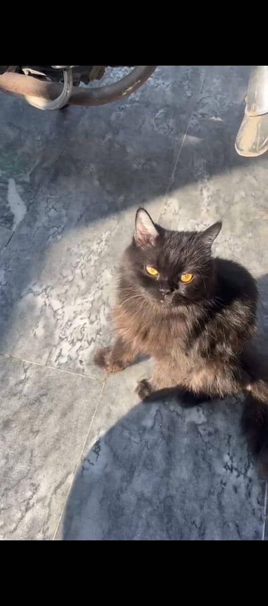perisan cat 2