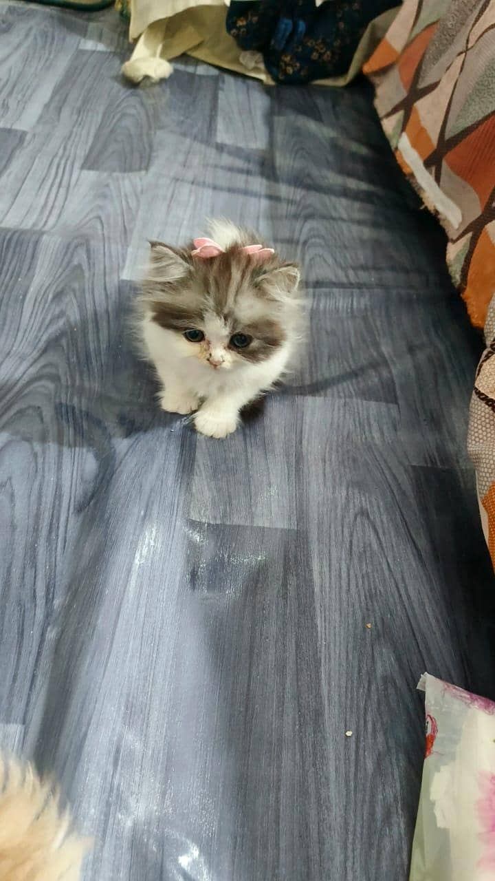 perisan cat 3