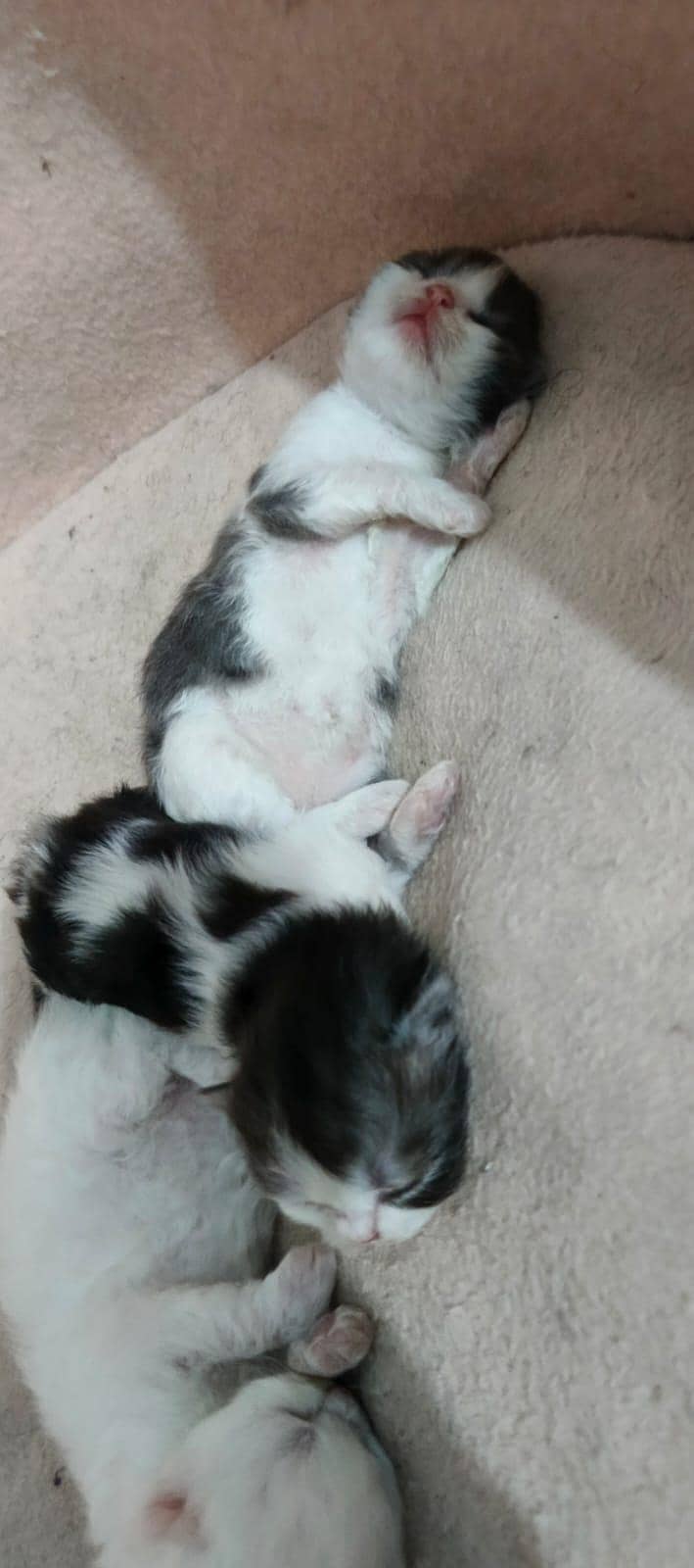 perisan cat 4