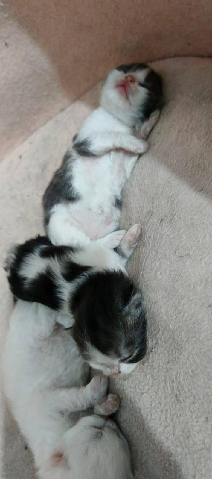 perisan cat 5