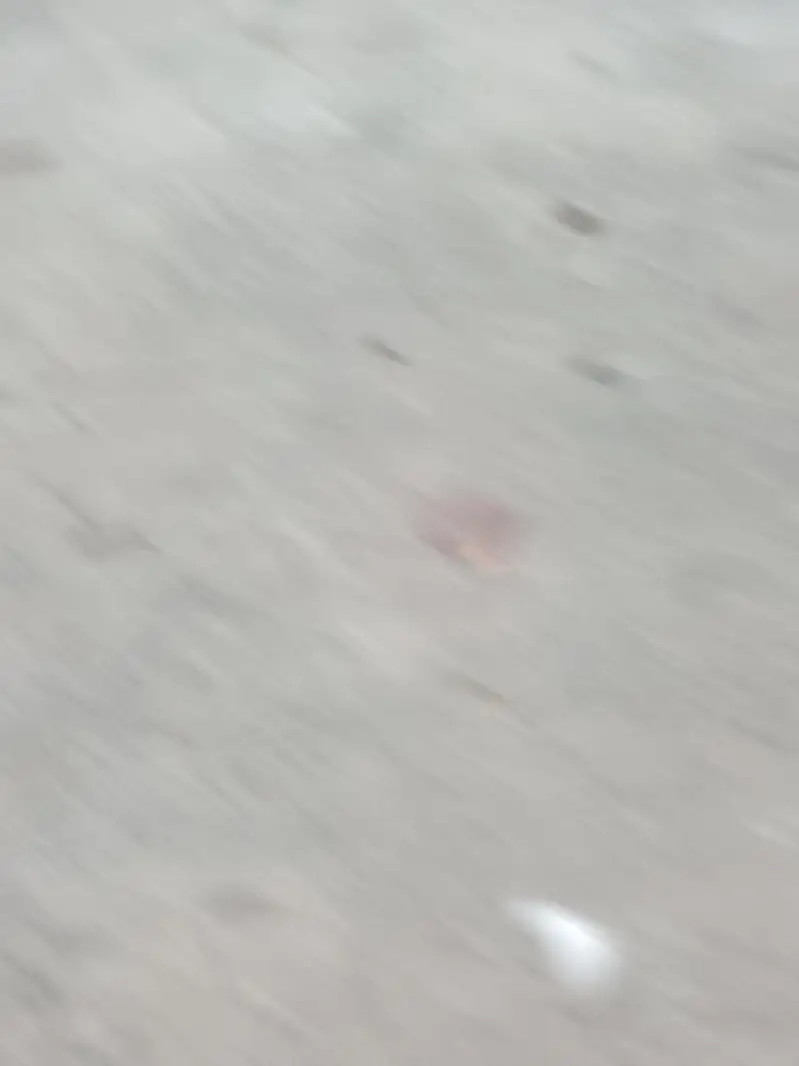 lacky kbotr — photo 2