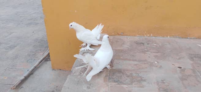 pegion urgent sale