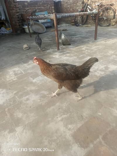 andy wali murghiya