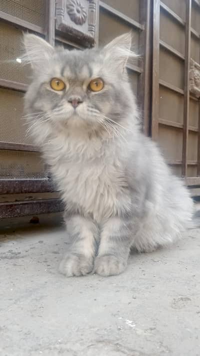 Friendly male cat