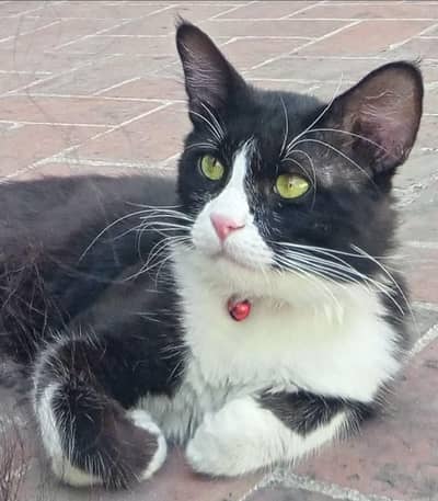 double coated cat for sale