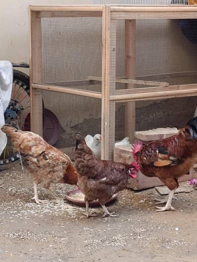 2 Hens with 1 Rooster