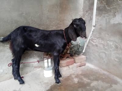 dogli bkri for sale in Faisalabad