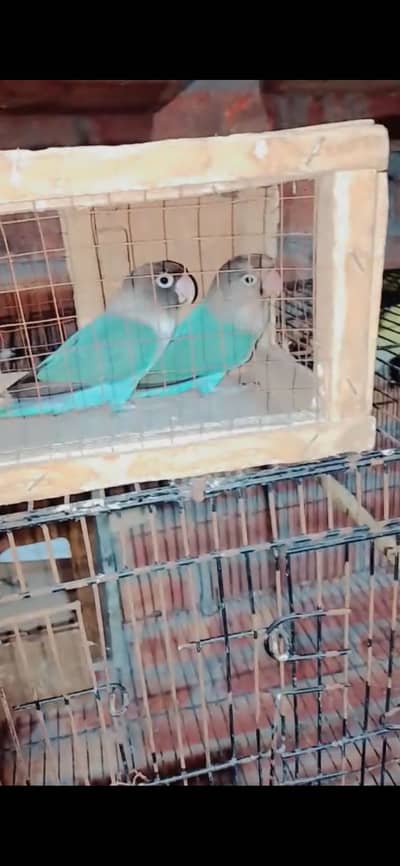Blue Mask Love Bird