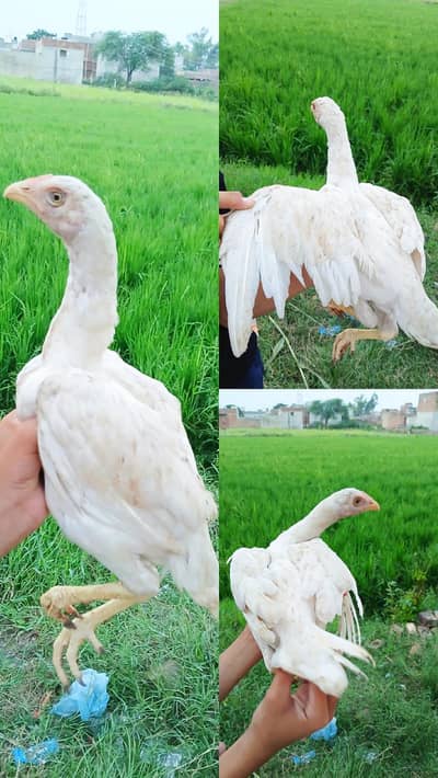 white Mianwali Female