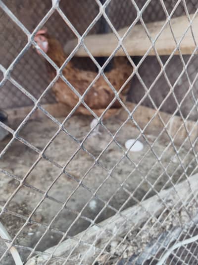 egg laying hens