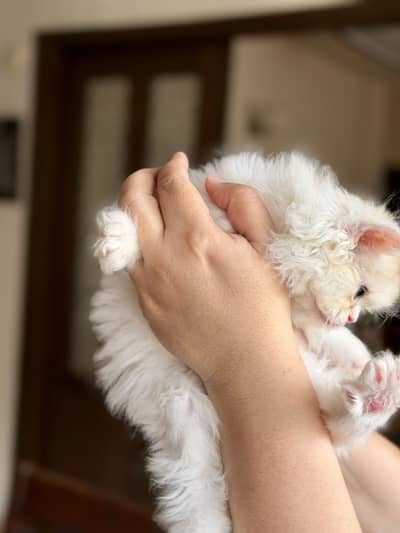 Beautiful Exotic Long Hair Persian Kittens