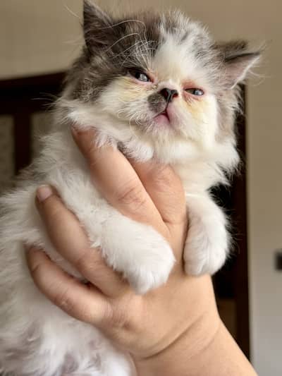 kittens | Persian Kittens | Triple Coated Kittens For Sale