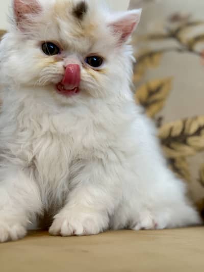 kittens | Persian Kittens | Triple Coated Kittens For Sale