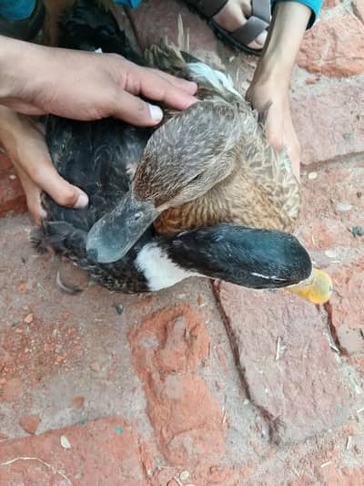 Duck Pair