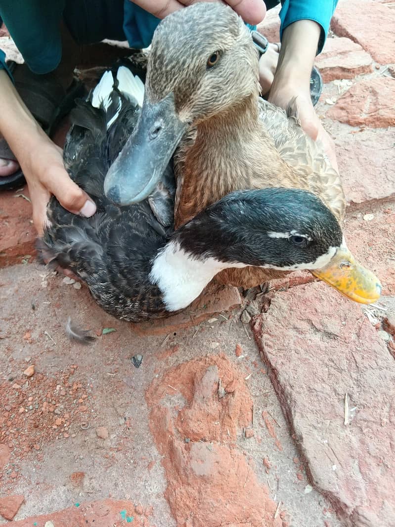 Duck Pair 1