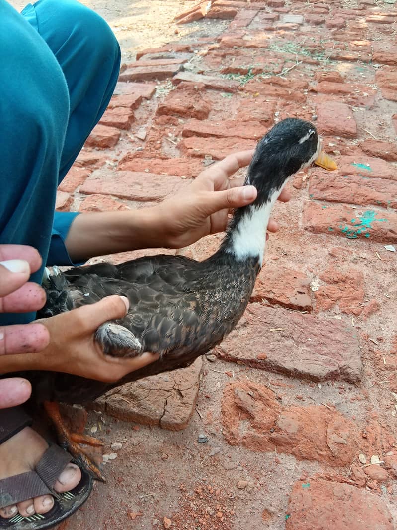Duck Pair 2
