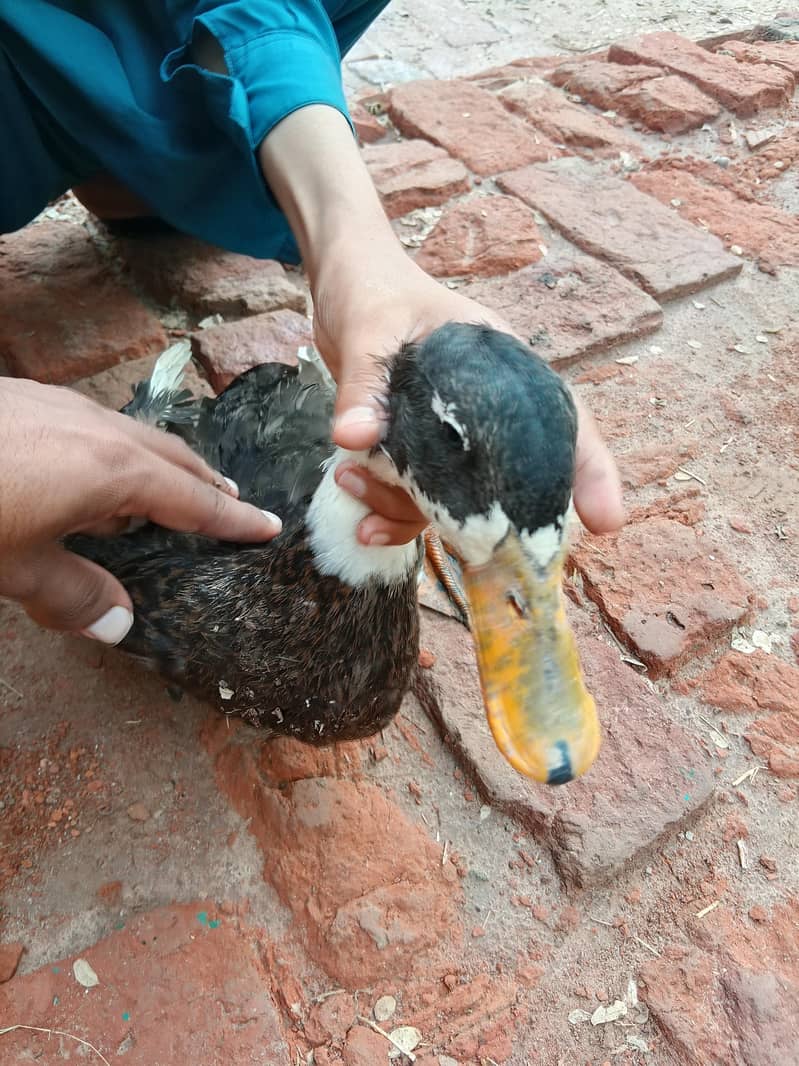 Duck Pair 3