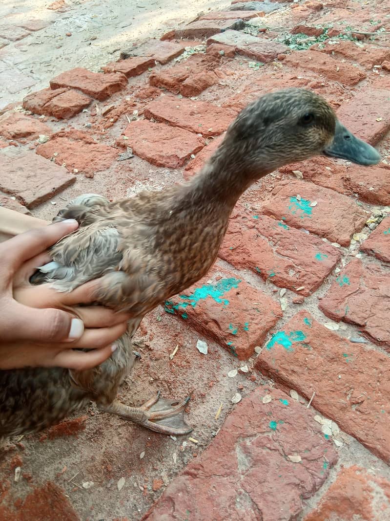 Duck Pair 4