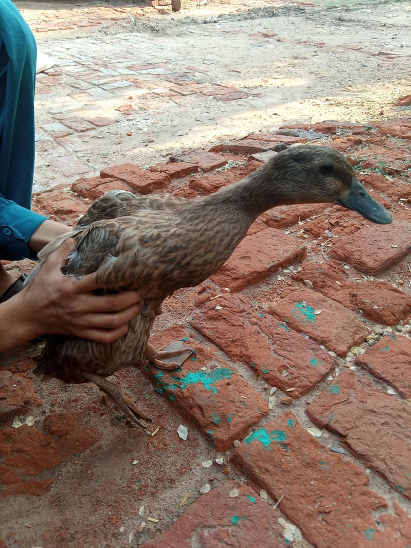 Duck Pair 5
