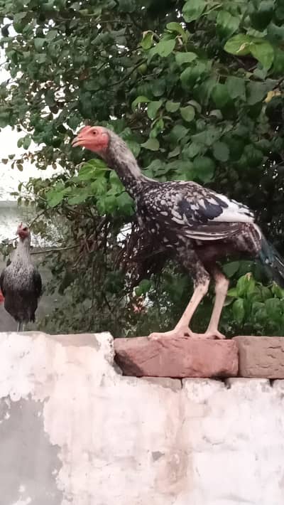 Aseel patha for sale