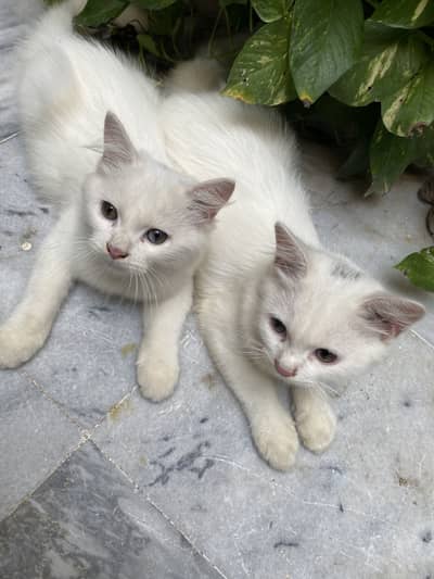 Persian cat white pair