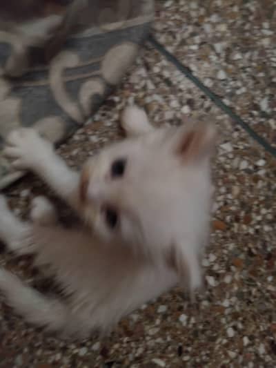 pure Persian kitten