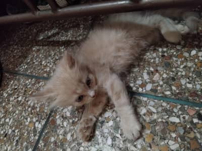 pure Persian kitten