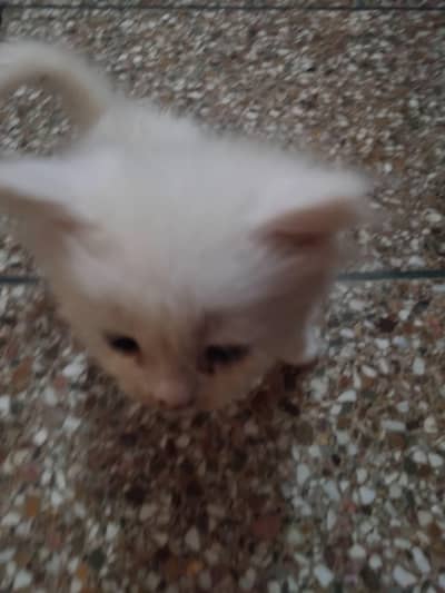 pure Persian kitten
