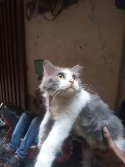 Persian cat