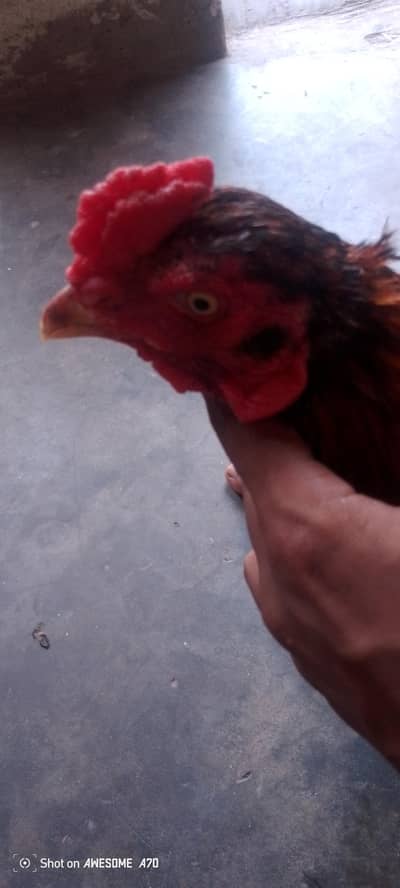 Aseel murga