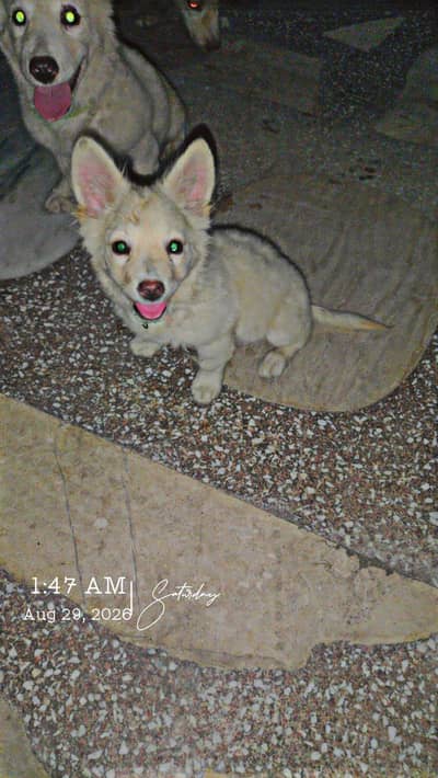 Spitz dog