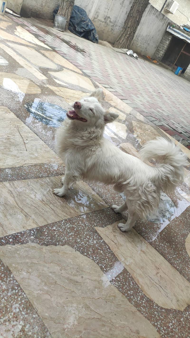 Spitz dog 2