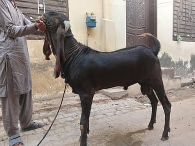 goat nagra nasal