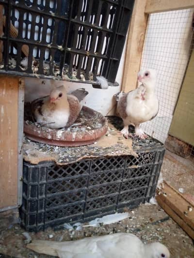Pigens Halthy Pair