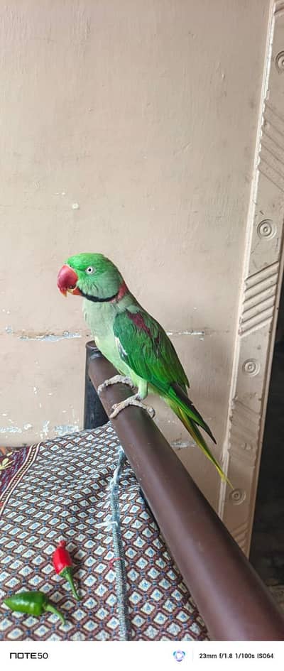 Beautiful Green Parrot Pair  For Sale | Healthy & Active | Long Tail