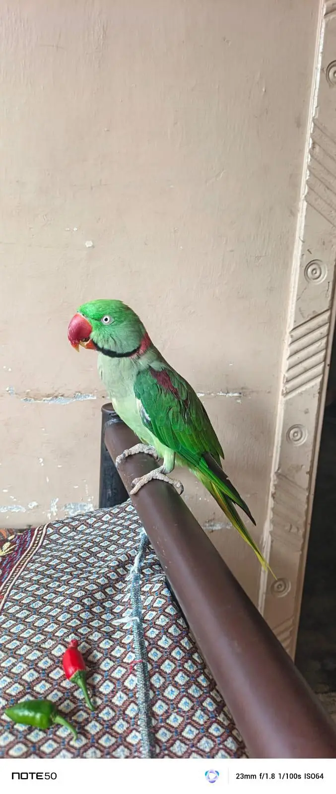 Beautiful Green Parrot Pair  For Sale | Healthy & Active | Long Tail