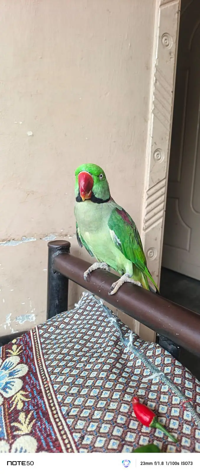 Beautiful Green Parrot Pair  For Sale | Healthy & Active | Long Tail — photo 2
