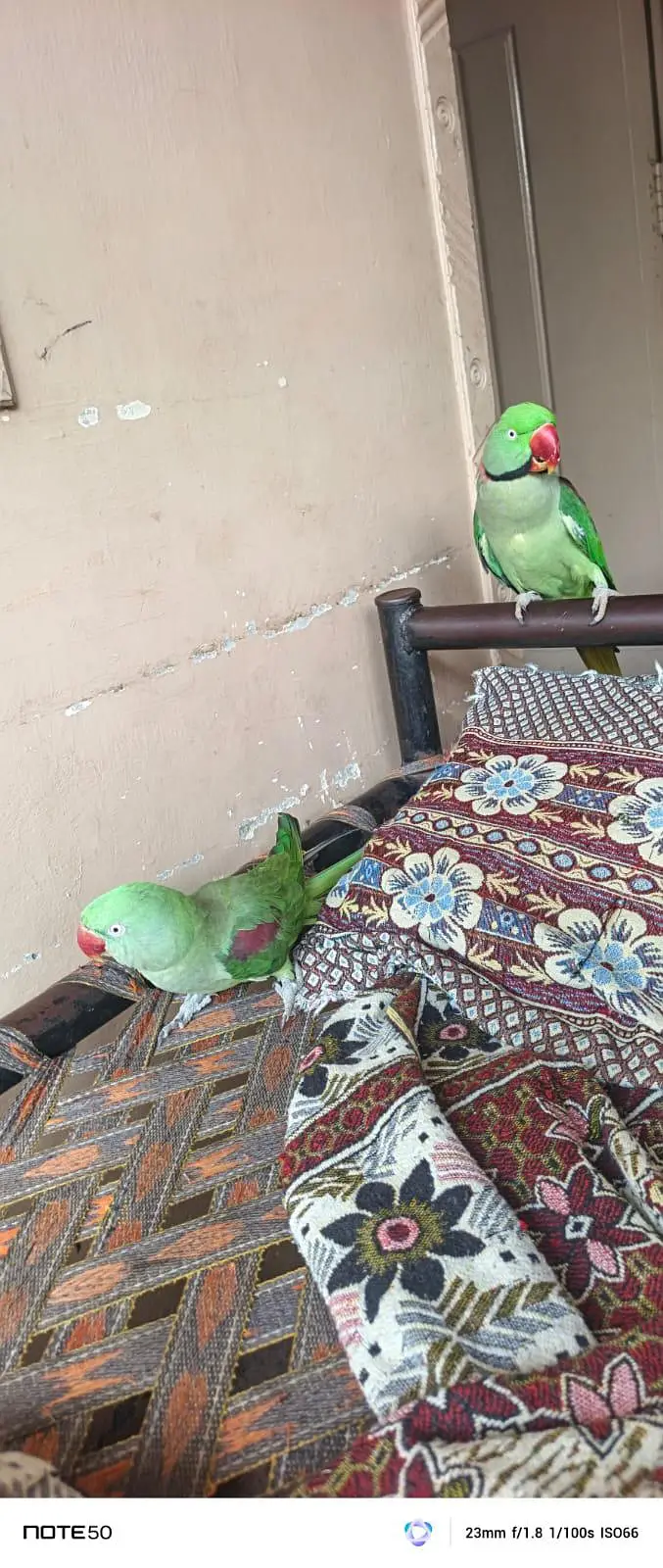 Beautiful Green Parrot Pair  For Sale | Healthy & Active | Long Tail — photo 3