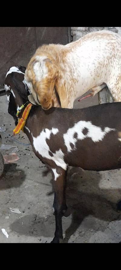 dasi bital bakri gaban