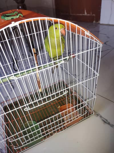green rinkneck patha age 7mnth full healthy active