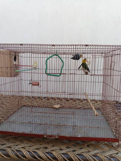 Birds cage good condition and bird