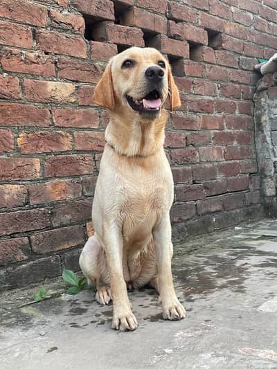 Labrador female for sale