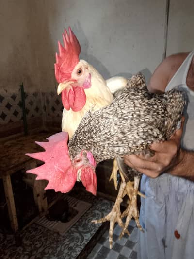 4 Desi Murghay + 5 Desi Murgiyan – Ghar Ki Pali Hui Anday bi dete ha